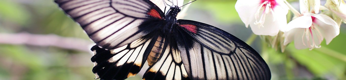 Qualifications. Butterfly on White Flower